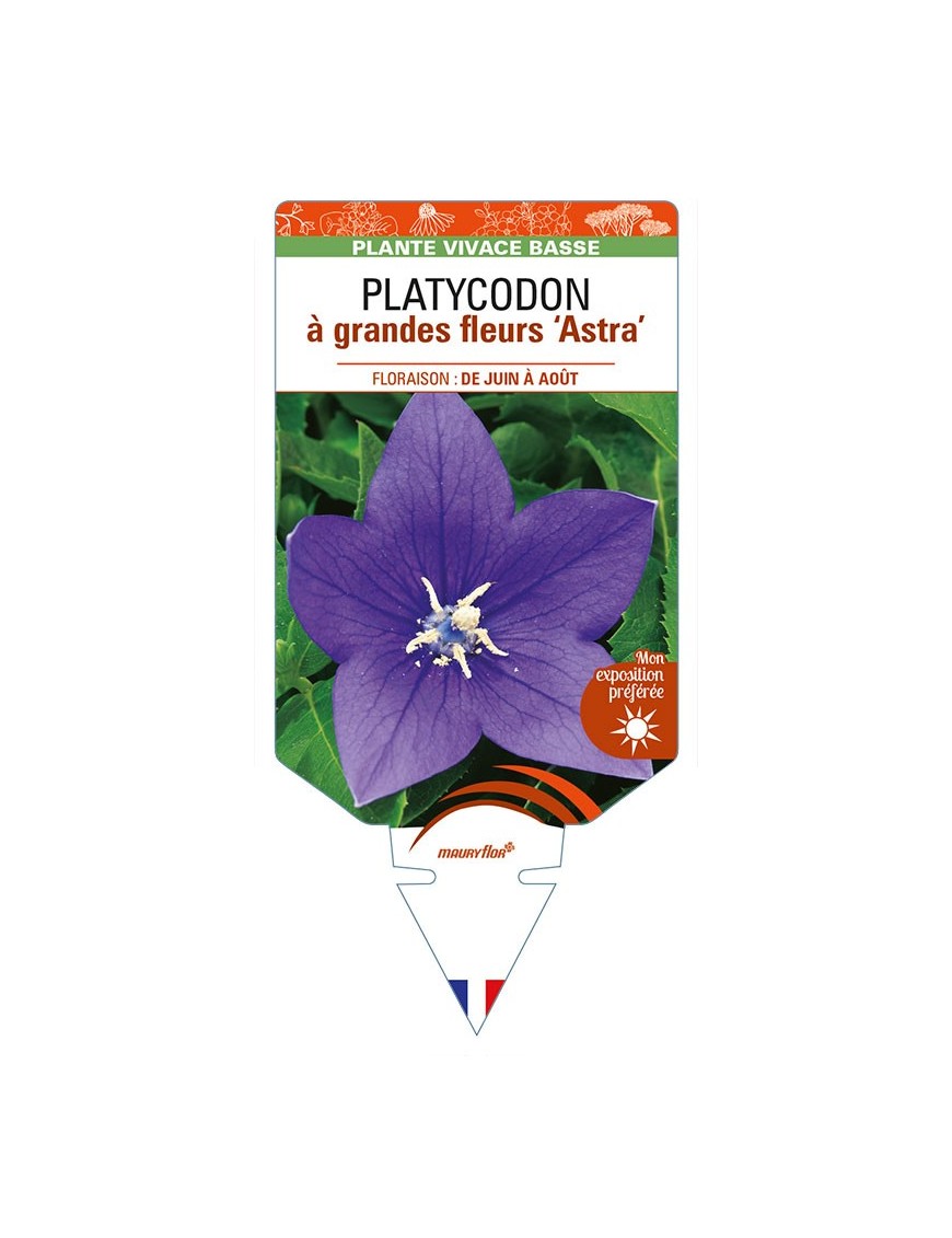 PLATYCODON à grandes fleurs 'Astra' (bleu)