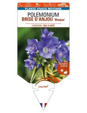 POLEMONIUM (caeruleum) BRISE D'ANJOU 'Blanjou'