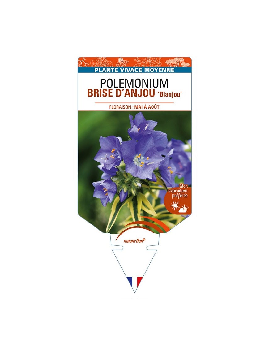 POLEMONIUM (caeruleum) BRISE D'ANJOU 'Blanjou'