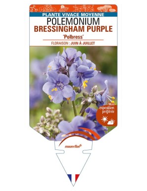 POLEMONIUM (yezoense) BRESSINGHAM PURPLE 'Polbress'