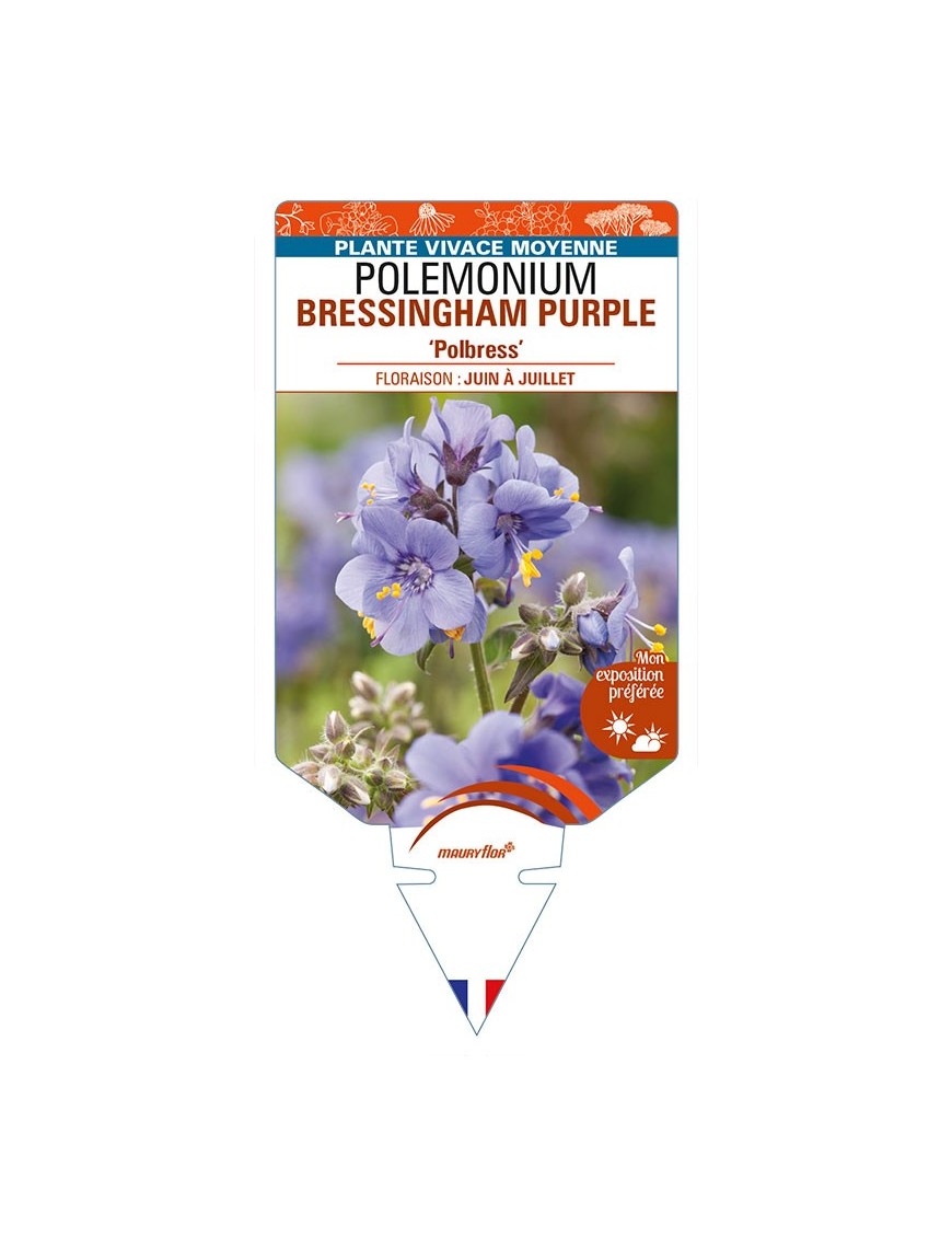 POLEMONIUM (yezoense) BRESSINGHAM PURPLE 'Polbress'