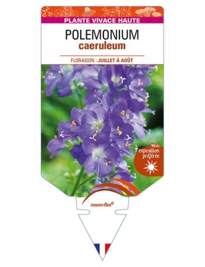 POLEMONIUM caeruleum