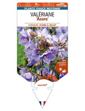 POLEMONIUM caeruleum 'Azuro' voir VALÉRIANE