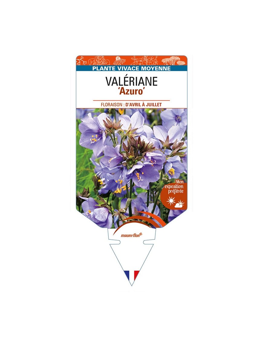 POLEMONIUM caeruleum 'Azuro' voir VALÉRIANE