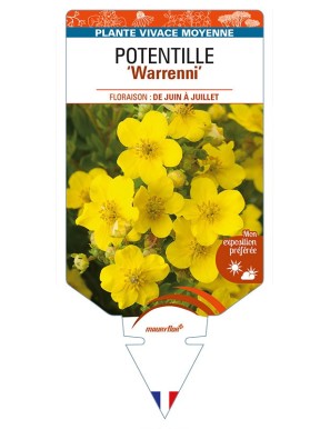 POTENTILLA (recta) 'Warrenni'