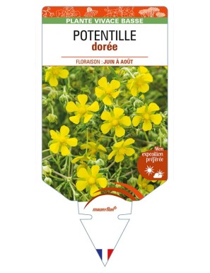 POTENTILLA aurea voir POTENTILLE dorée