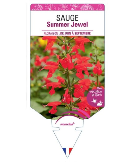 SAUGE SUMMER JEWEL