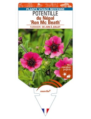 POTENTILLA nepalensis 'Ron Mc Beat'