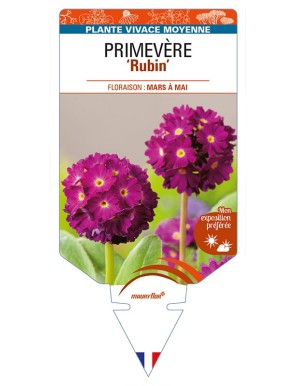 PRIMULA denticulata 'Rubin' voir PRIMEVÈRE