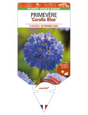 PRIMULA denticulata ‘Corolla Blue’ voir PRIMEVÈRE