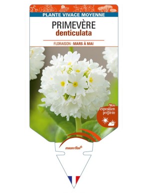 PRIMULA denticulata voir PRIMEVÈRE (blanc)