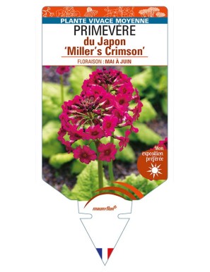 PRIMULA japonica 'Miller's Crimson' voir PRIMEVÈRE du Japon