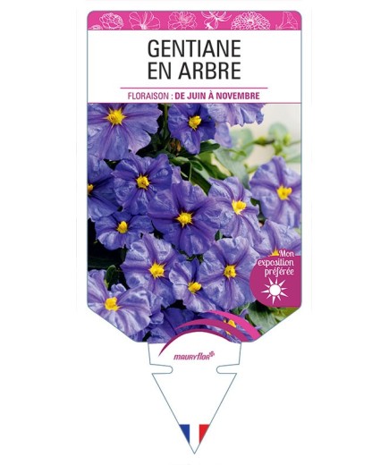 SOLANUM RANTONNETII VOIR GENTIANE EN ARBRE