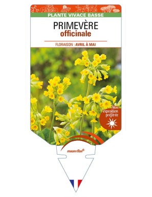 PRIMULA veris voir PRIMEVÈRE officinale