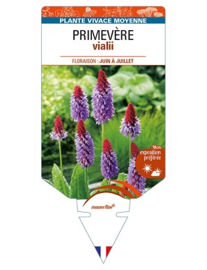 PRIMULA vialii voir PRIMEVÈRE