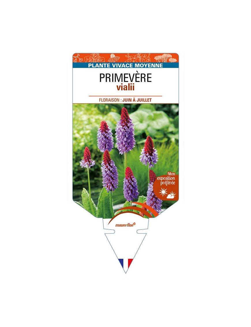 PRIMULA vialii voir PRIMEVÈRE