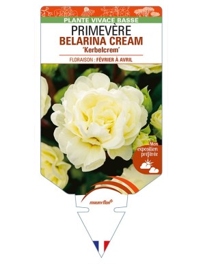 PRIMULA vulgaris (double) BELARINA CREAM 'Kerbelcrem' voir PRIMEVÈRE