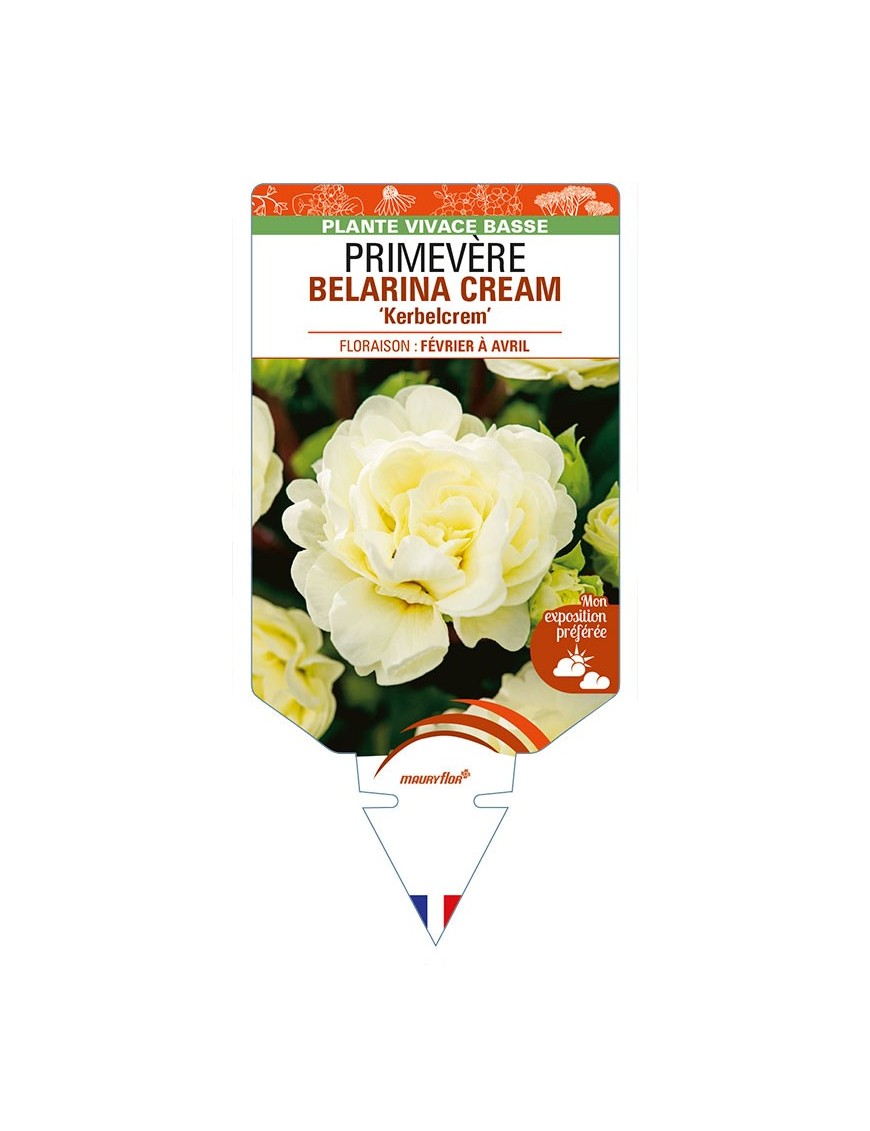 PRIMULA vulgaris (double) BELARINA CREAM 'Kerbelcrem' voir PRIMEVÈRE