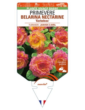 PRIMULA vulgaris (double) BELARINA NECTARINE 'Kerbelnec' voir PRIMEVÈRE