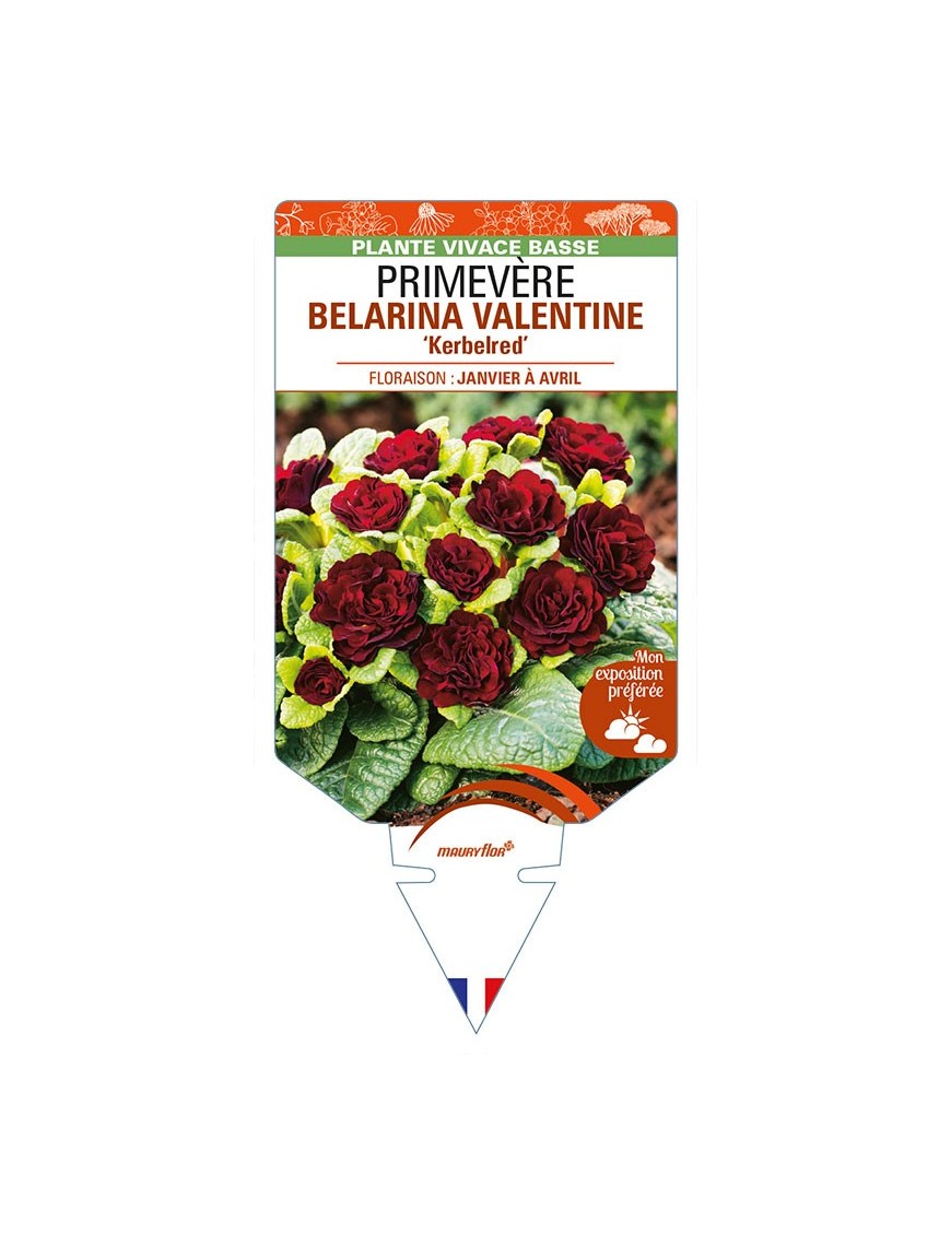 PRIMULA vulgaris (double) BELARINA VALENTINE 'Kerbelred' voir PRIMEVÈRE