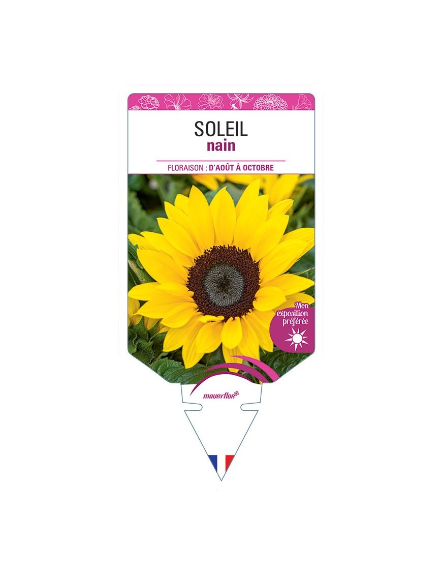SOLEIL NAIN