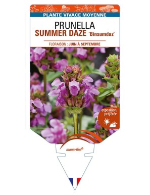 PRUNELLA SUMMER DAZE 'Binsumdaz'