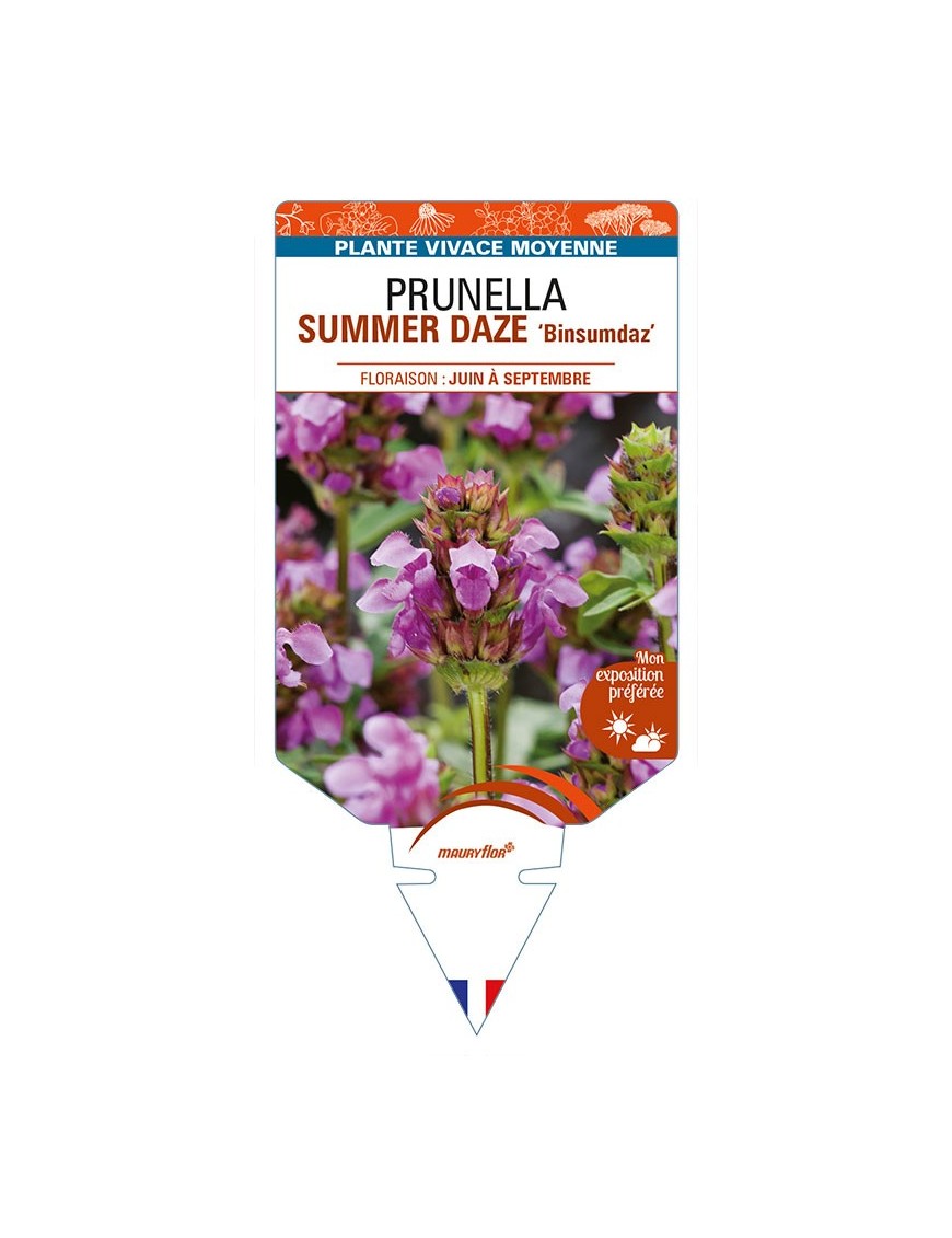 PRUNELLA SUMMER DAZE 'Binsumdaz'