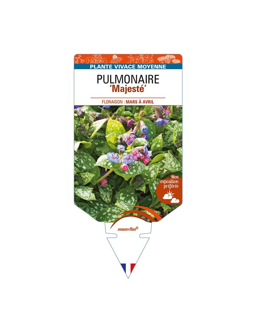 PULMONARIA 'Majesté'