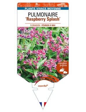 PULMONARIA 'Raspberry Splash'