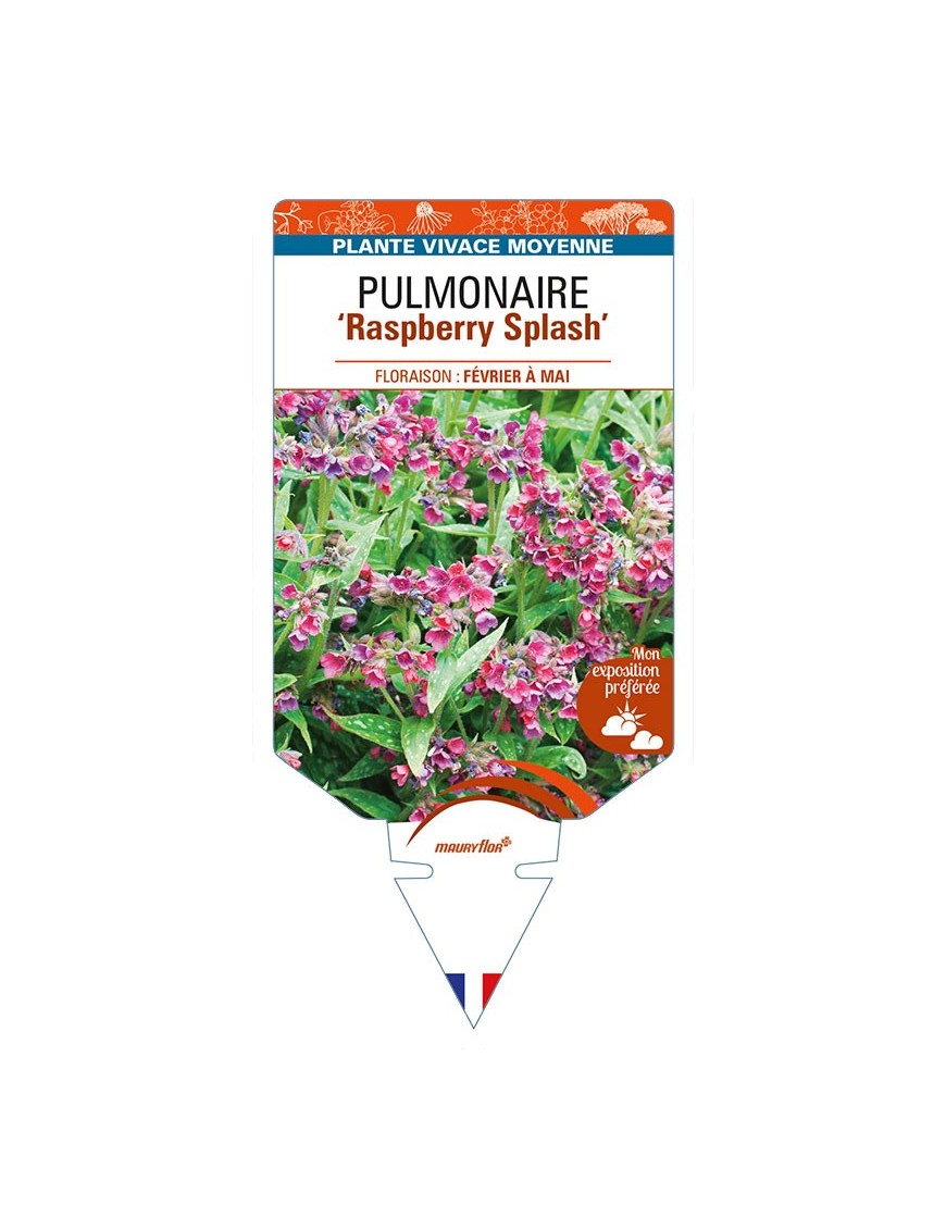 PULMONARIA 'Raspberry Splash'