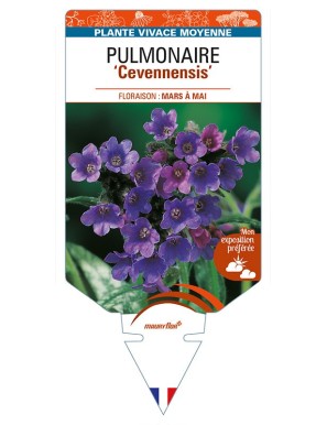 PULMONARIA (longifolia) 'Cevennensis'