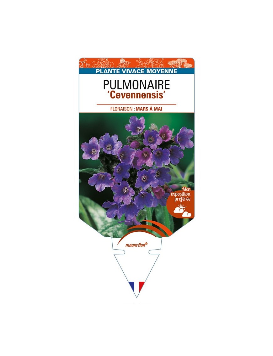 PULMONARIA (longifolia) 'Cevennensis'