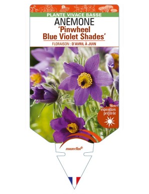 PULSATILLA vulgaris 'Pinwheel Blue Violet Shades' voir ANÉMONE