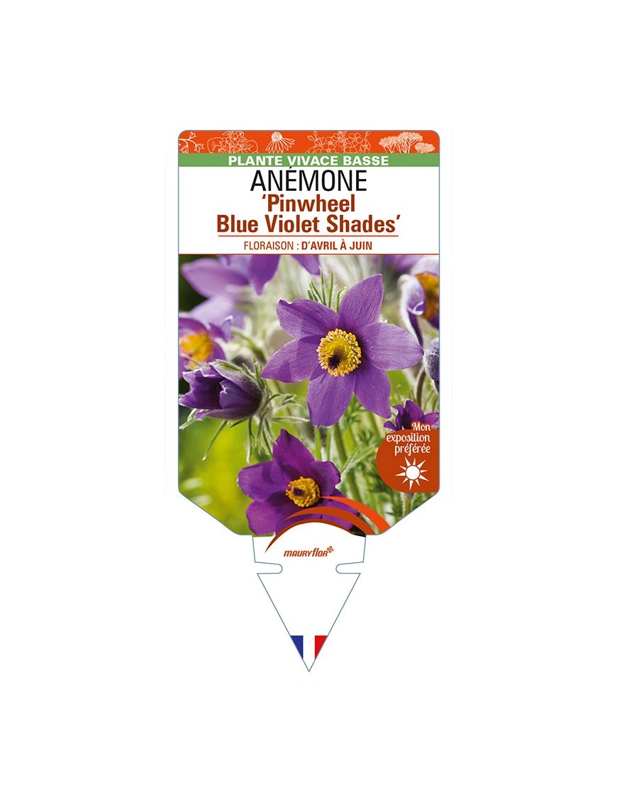 PULSATILLA vulgaris 'Pinwheel Blue Violet Shades' voir ANÉMONE