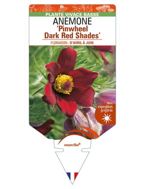 PULSATILLA vulgaris 'Pinwheel Dark Red Shades' voir ANÉMONE