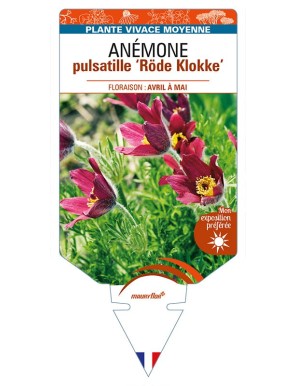 PULSATILLA vulgaris 'Röde Klokke' voir ANÉMONE