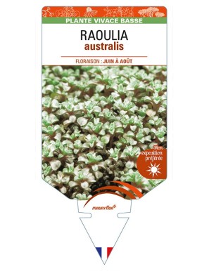 RAOULIA australis