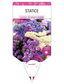 STATICE (VARIÉ)