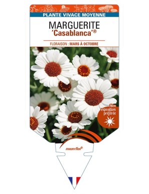 RHODANTHEMUM 'Casablanca’ voir MARGUERITE