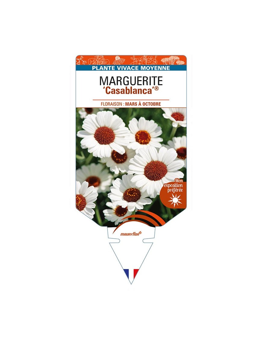 RHODANTHEMUM 'Casablanca’ voir MARGUERITE