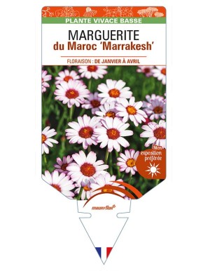 RHODANTHEMUM hosmariense 'Marrakesh’ voir MARGUERITE du Maroc