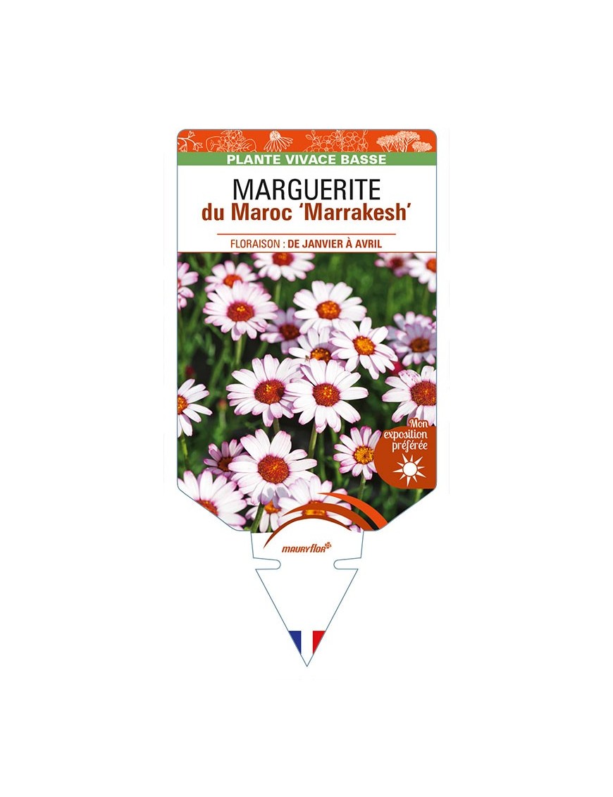 RHODANTHEMUM hosmariense 'Marrakesh’ voir MARGUERITE du Maroc