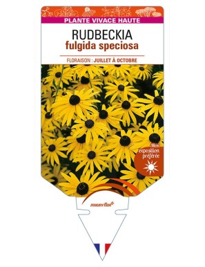 RUDBECKIA (fulgida jaune) speciosa