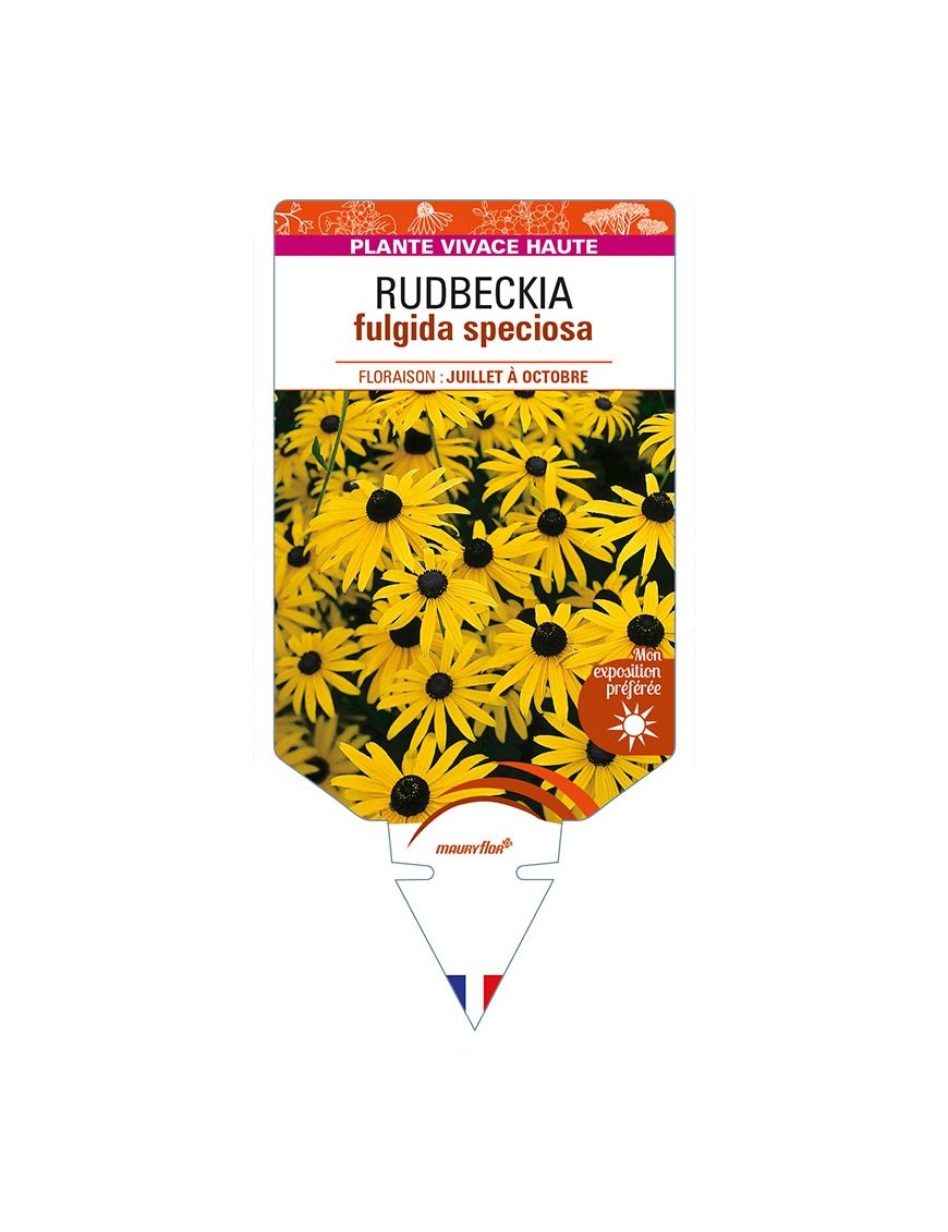 RUDBECKIA (fulgida jaune) speciosa