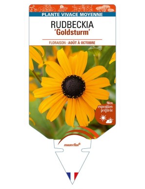 RUDBECKIA (fulgida) 'Goldsturm'