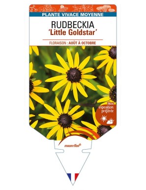 RUDBECKIA (fulgida) 'Little Goldstar'