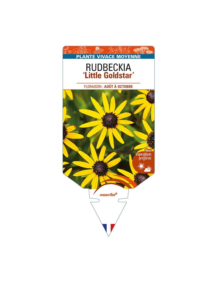 RUDBECKIA (fulgida) 'Little Goldstar'