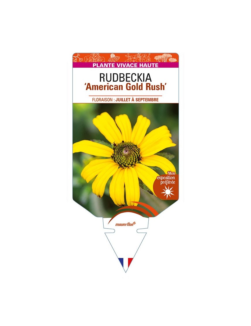 RUDBECKIA (fulgidas) ‘American Gold Rush’