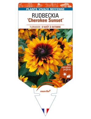 RUDBECKIA (x hirta) 'Cherokee Sunset'