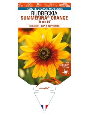 RUDBECKIA SUMMERINA® ORANGE 'Et rdb 01'